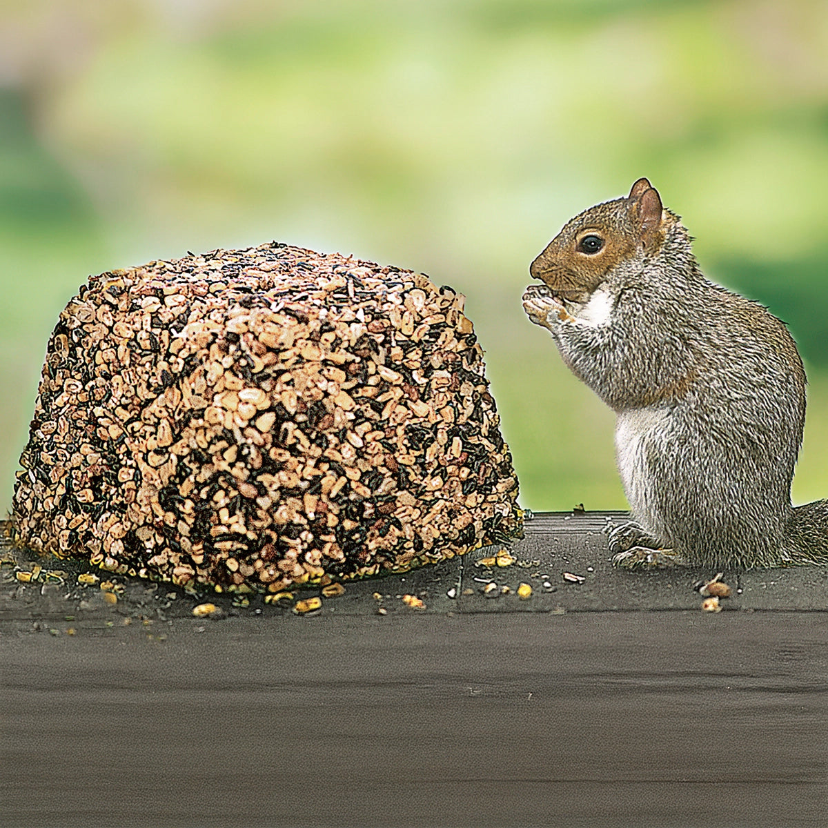 Gray squirrel on wooden rail eating Wildlife Snack Jumbo Critter Block, a seed-and-suet mix designed to attract wildlife and protect bird feeders.