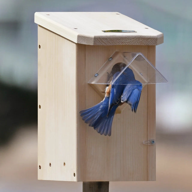 Duncraft Bluebird Winter Roost with Weather Guard on a post, featuring a bluebird at the entry, showcases predator and weather protection with a clear plastic guard.