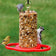 Duncraft All Birds Seed Cylinder Feeder with red tray, hanging with a tufted titmouse, downy woodpecker, and American goldfinch feeding.