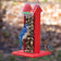 Red Arrow Whole Peanut Feeder with a blue jay eating a peanut and a finch on the tray, featuring a red house shape and wire mesh grid.