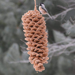Black-capped chickadee on a Giant Pine Cone for The Birds, coated in birdseed, hanging outdoors. Perfect seasonal treat, refilled with suet or peanut butter.